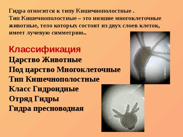 Kraken найдется все