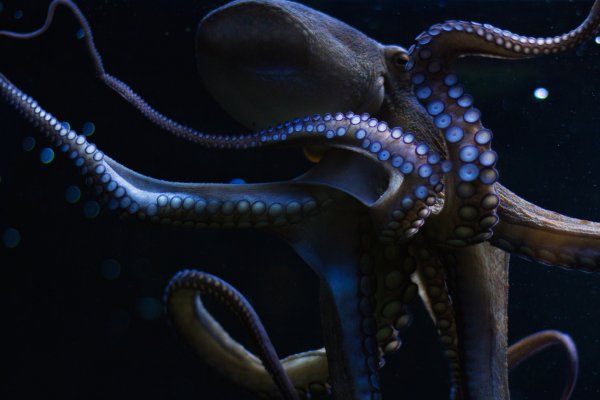 Kraken актуальное